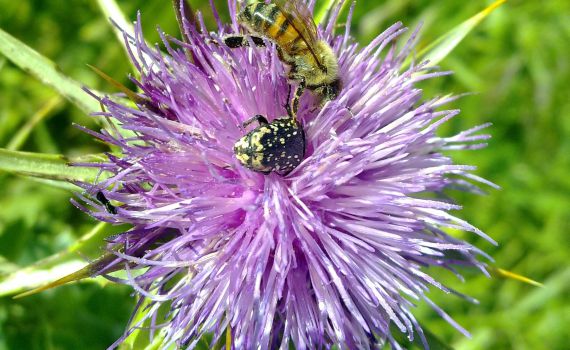 יש חיה כזאת: הסלולארי ככלי אומנותי