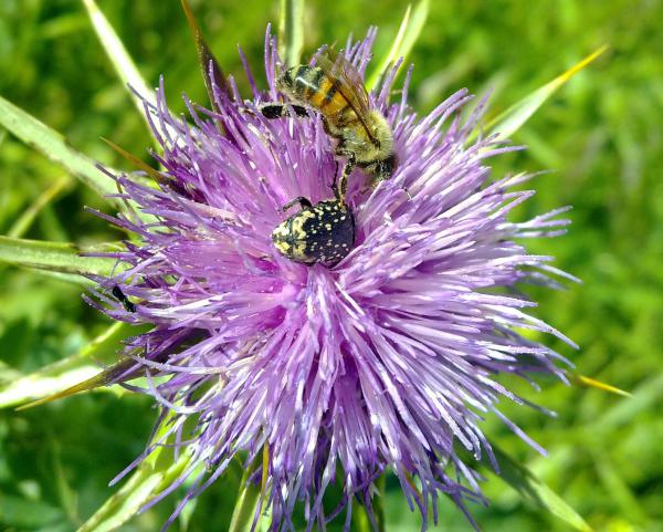 יש חיה כזאת: הסלולארי ככלי אומנותי