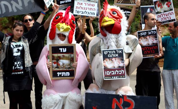 הלו דתיים, על כליאת תרנגולים בכלובי סוללה שמעתם?