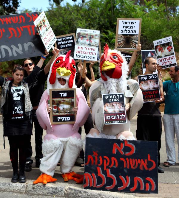 הלו דתיים, על כליאת תרנגולים בכלובי סוללה שמעתם?