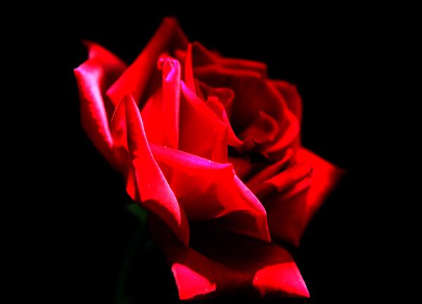 ט"ו באב: מה נשתנה היום הזה מכל הימים?