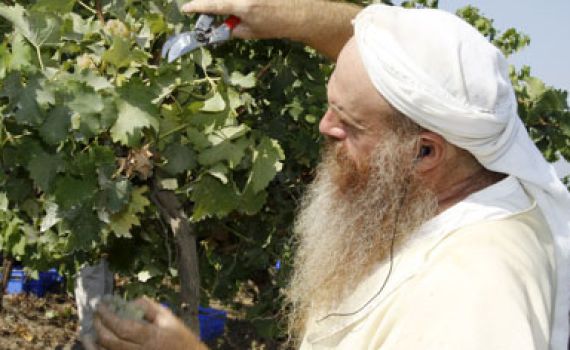 הפלסטינים מחרימים? קמפיין לרכישה של מוצרי התיישבות