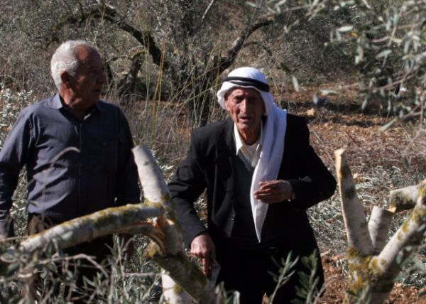 שיתוף פעולה מפתיע בחברון: פלסטינים ויהודים למען עצי זית