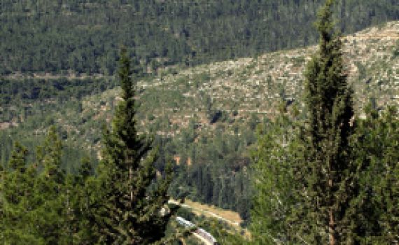 אושפיזין ביערות קק"ל – אירועי חג סוכות תשע"א