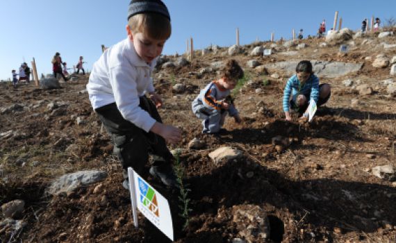 מתנה מקורית לכבוד השנה החדשה – תרמו עץ והחזירו את הירוק לטבע