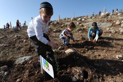 מתנה מקורית לכבוד השנה החדשה – תרמו עץ והחזירו את הירוק לטבע
