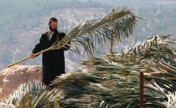 קק"ל: אל תכרתו עצים בשביל סכך, בואו לקבל אותו בחינם