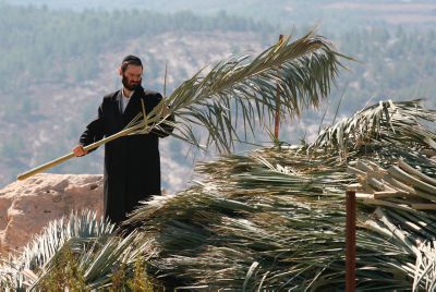 קק"ל: אל תכרתו עצים בשביל סכך, בואו לקבל אותו בחינם