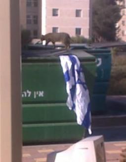 דגל ישראל בפח הזבל של כפר הסטודנטים באונ' העברית