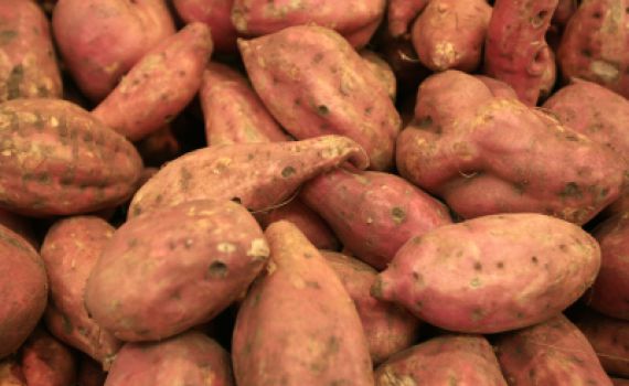 המצב בטטה: שנה מוצלחת בייצוא תפוחי אדמה וגזר