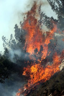 למעלה מ-40 הרוגים בשריפה הקטלנית בכרמל