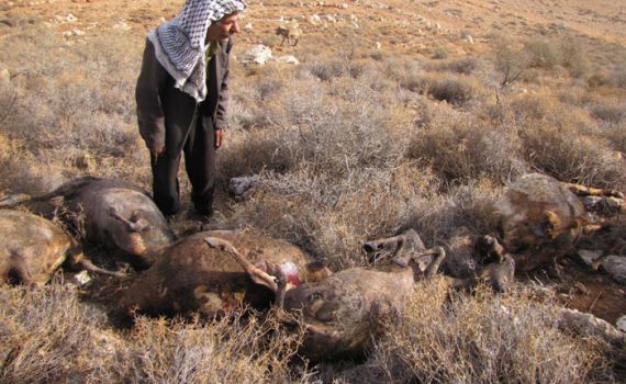 פלסטינאי שרף לעצמו את העדר והאשים את המתנחלים