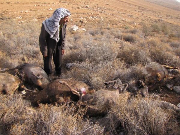 עכשיו גם המשטרה מודה: הפלסטיני שיקר