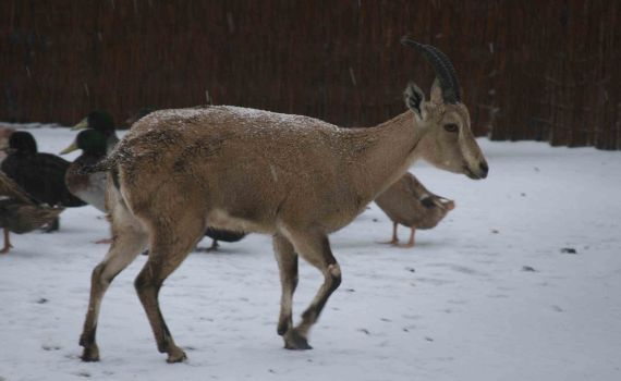 תמונות מהשלג בצפון הגולן ומהגלים בראש הנקרה