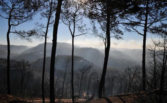 מומחים מתריעים: עכשיו זה לא הזמן לשתול בכרמל
