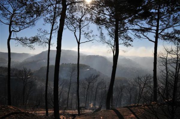מומחים מתריעים: עכשיו זה לא הזמן לשתול בכרמל