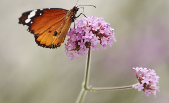 ראש חודש שבט: חודש החיבור בין הקדושה והטבע