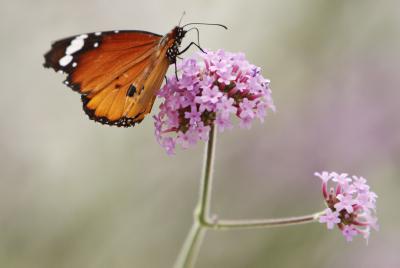 ראש חודש שבט: חודש החיבור בין הקדושה והטבע