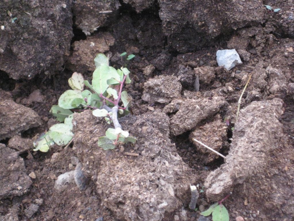 תעלומה: מי עקר 200 שתילים בפארק המעיינות?