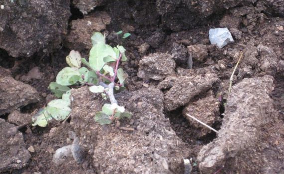 תעלומה: מי עקר 200 שתילים בפארק המעיינות?