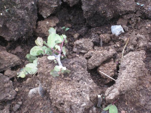 תעלומה: מי עקר 200 שתילים בפארק המעיינות?