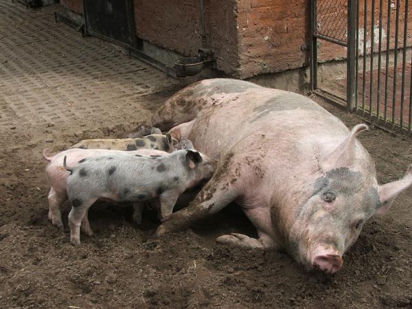 פרשת שמיני: אל תטמטמו את הנפש