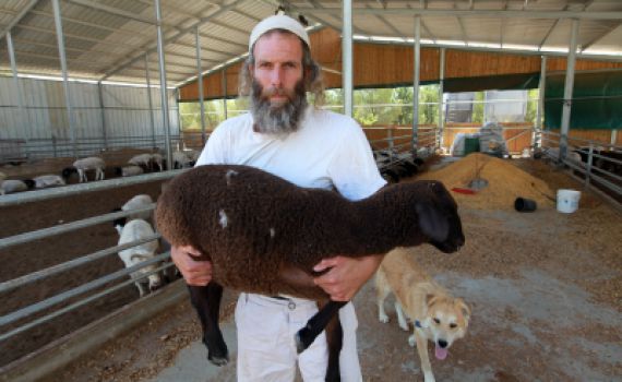 מכון המקדש מציע: בואו להשתתף בהקרבת קרבן פסח