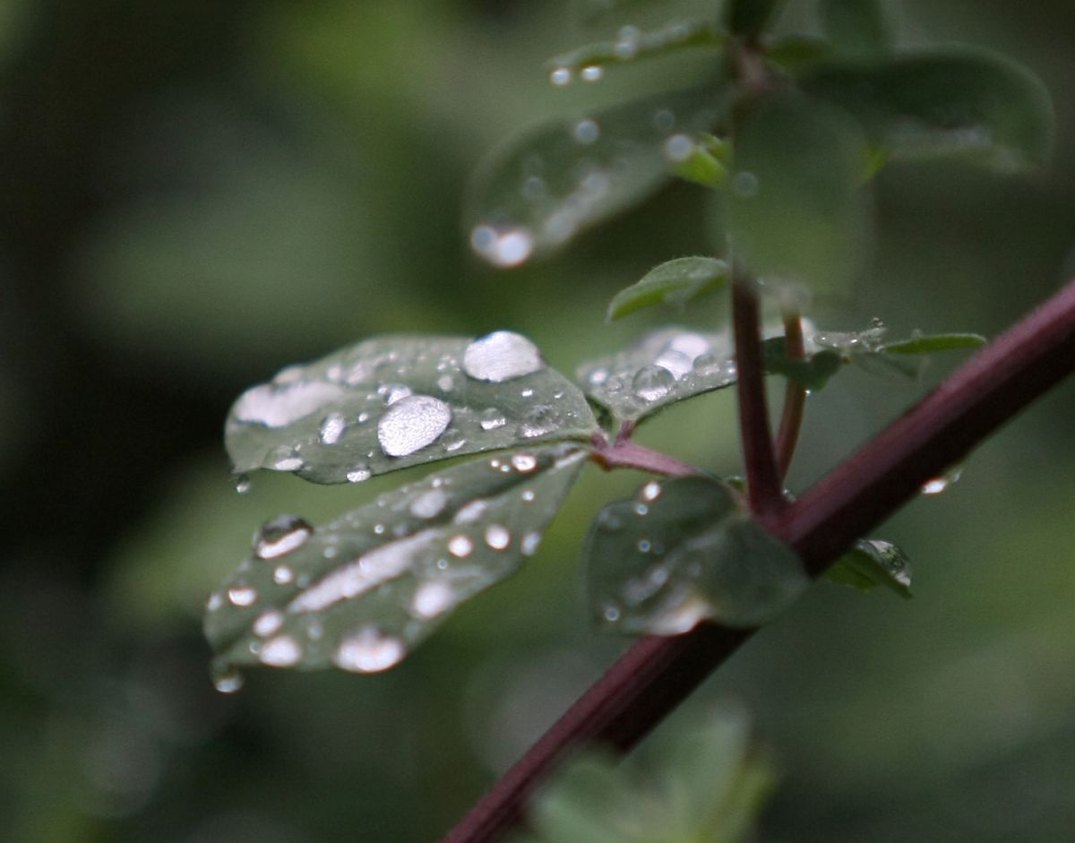 חושב שאתה יודע להתחזן? בוא להתאמן על תפילת טל