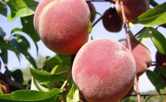 חורף מבורך: צפוי גידול של 20% ביבולי פירות הקיץ