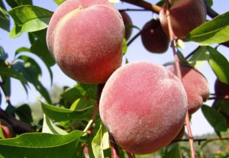 חורף מבורך: צפוי גידול של 20% ביבולי פירות הקיץ