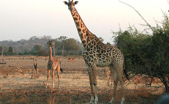 מחקר חדש: הג'ירפה איננה חלק מהחיות הכשרות