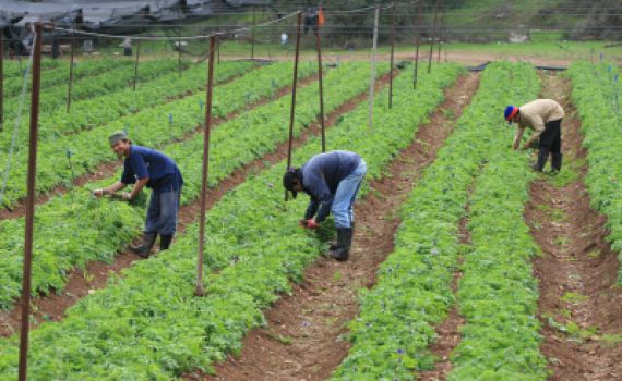 גרעיני הנח"ל של בני עקיבא חוזרים לפאלחה בקיבוצים