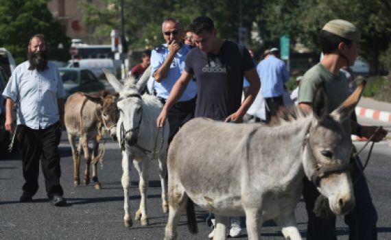 תמונות ממצעד הבהמות שנערך בצהרים בירושלים