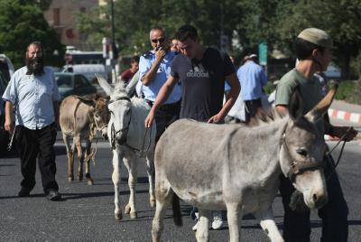 תמונות ממצעד הבהמות שנערך בצהרים בירושלים