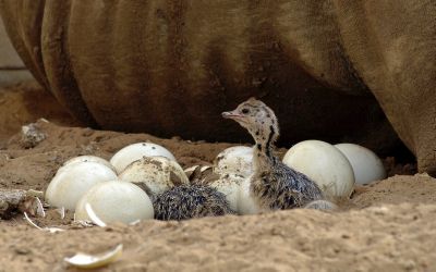 פרשת כי תצא: התורה בונה בחברה בריאה וצודקת