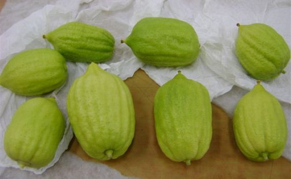 רשות המסים סיכלה ניסיון להברחת אתרוגים מצרפת