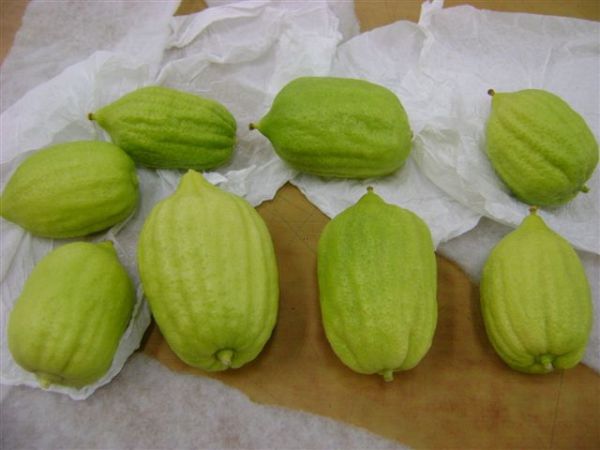 רשות המסים סיכלה ניסיון להברחת אתרוגים מצרפת