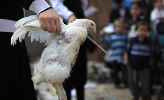 ארגוני זכויות החיות קוראים להחרים את מנהג הכפרות