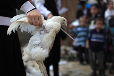 ארגוני זכויות החיות קוראים להחרים את מנהג הכפרות