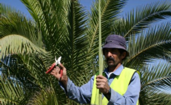 אין סיבה שתשלמו יותר משלושים ש"ח על לולב
