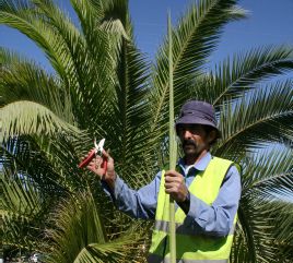 אין סיבה שתשלמו יותר משלושים ש"ח על לולב
