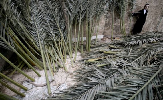 לא צריך לקטוף: מוקדי חלוקת סכך בחינם בכל הארץ