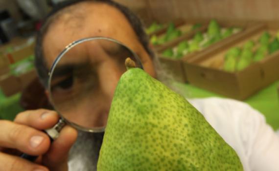 זהירות: למרות הסגולות מסוכן לאכול ריבת אתרוגים