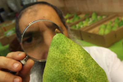 זהירות: למרות הסגולות מסוכן לאכול ריבת אתרוגים