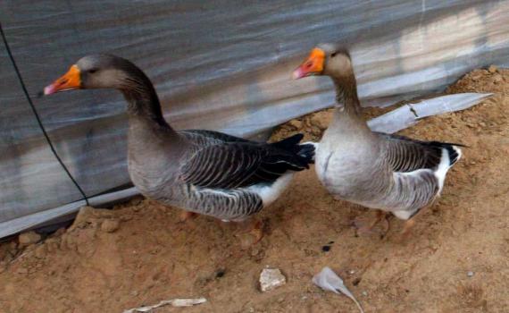 הרב יונה מצגר: מותר לייבא אווזים בטעם חזיר