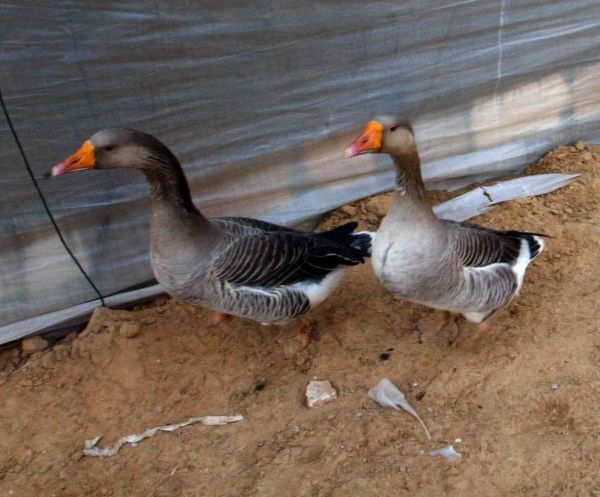 הרב יונה מצגר: מותר לייבא אווזים בטעם חזיר