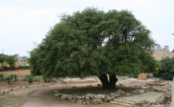 האלון הבודד של גוש עציון בן 700 ונזקק לטיפול רפואי