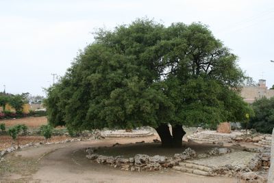 האלון הבודד של גוש עציון בן 700 ונזקק לטיפול רפואי