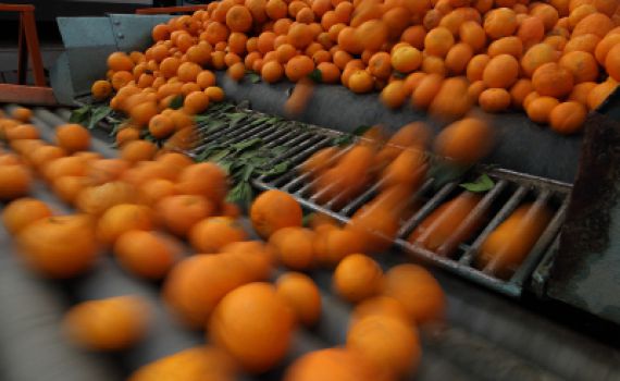 ונתנה הארץ יבולה: שנת שיא בענף הפירות בישראל