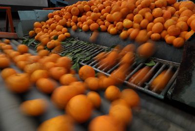 ונתנה הארץ יבולה: שנת שיא בענף הפירות בישראל